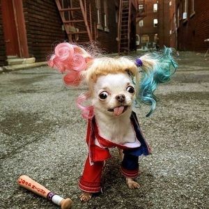 Meet your Posher, Mara